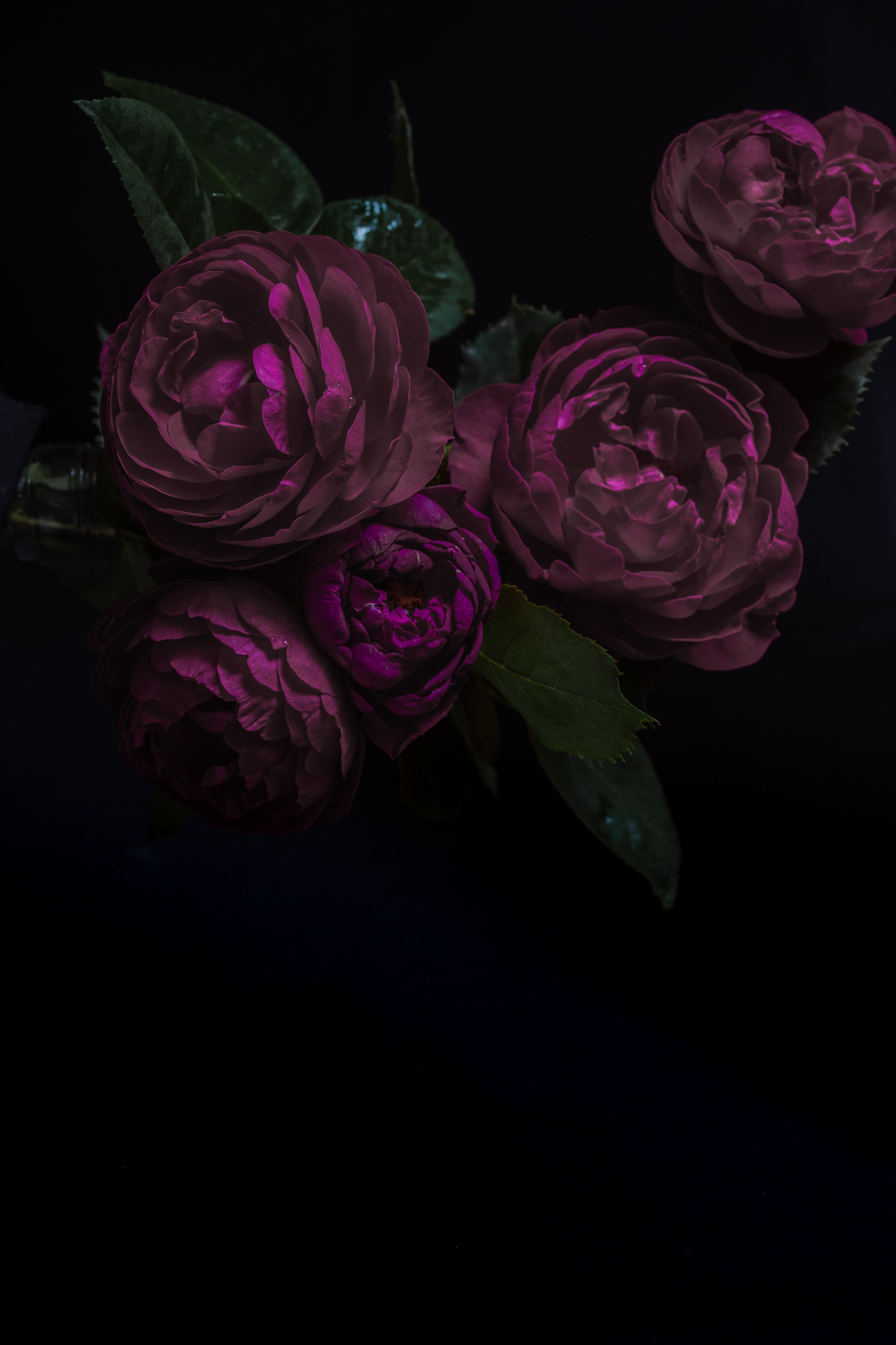 Moody Flowers. Roses Peony Purple on a Black Background. Blur and Selective Focus. Low Key Photo.  Flower Close-up
